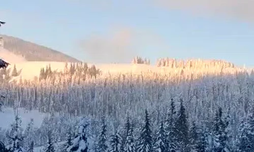 Cerbi în zăpada Muntii Rodnei mp4 thumbnail png