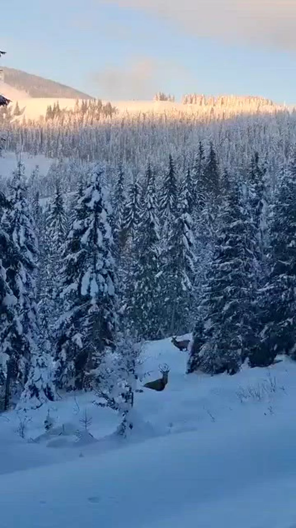 Doi cerbi, surprinși lângă un traseu turistic din Munții Rodnei. Jandarmi: „Avantajul de a avea biroul în inima naturii!”