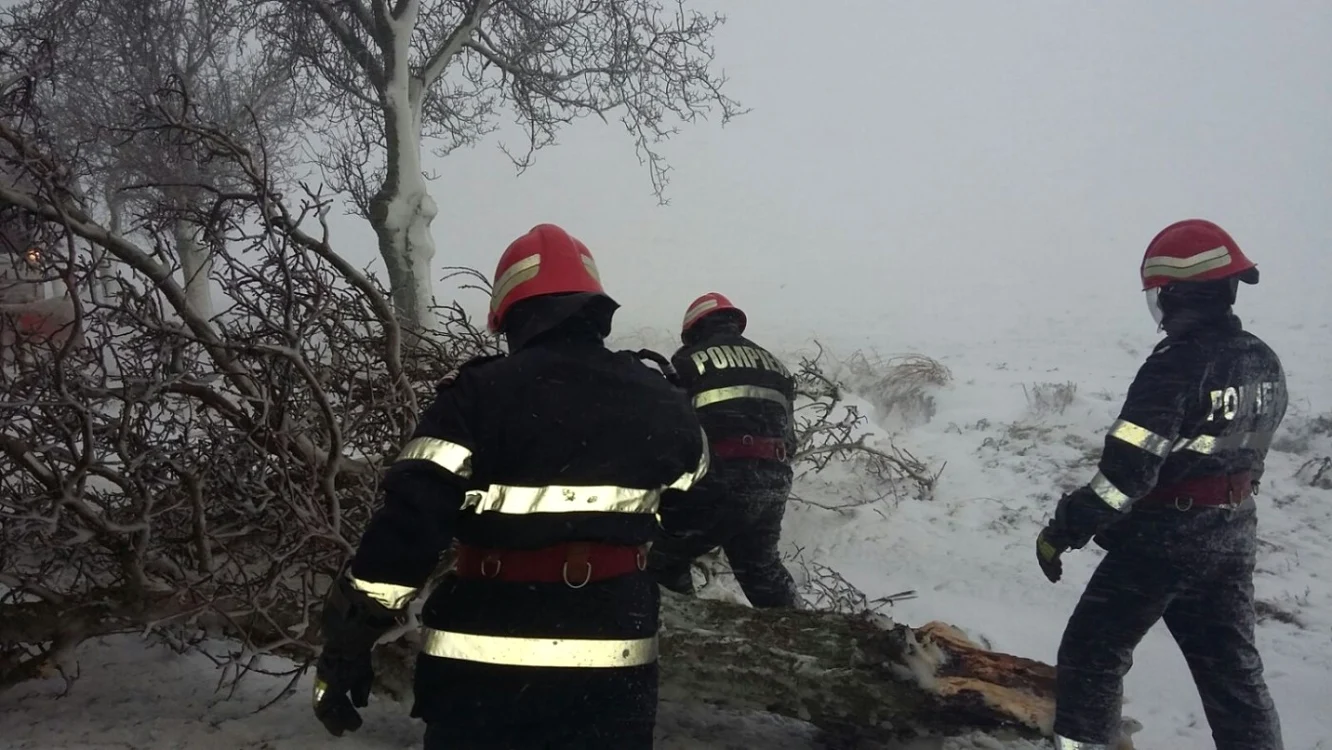 Copac căzut din cauza furtunii FOTOO ISU Delta Tulcea