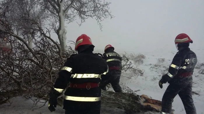 Copac căzut din cauza furtunii FOTOO ISU Delta Tulcea