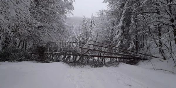 La Braşov a nins mai mult în ultimele două zile decât în ultimii doi ani la un loc. FOTO