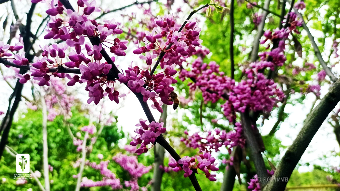 Arborele lui Iuda a înflorit FOTO: Florin Matei 