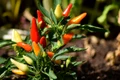 chili pepper 1783761 1280 jpg