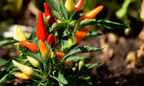 chili pepper 1783761 1280 jpg