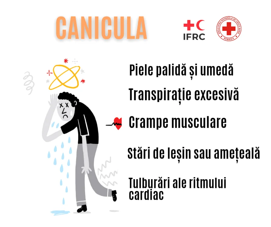 Canicula Crucea Rosie jpg