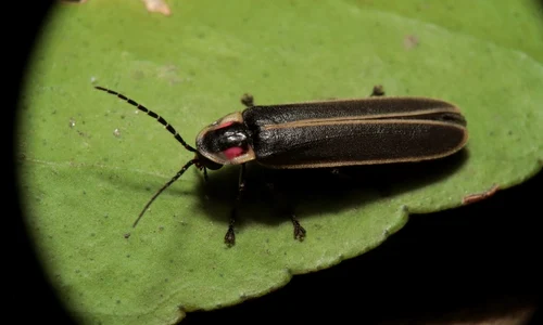 Un strămoș al licuricilor, descoperit într un chihlimbar din Myanmar | FOTO jpeg