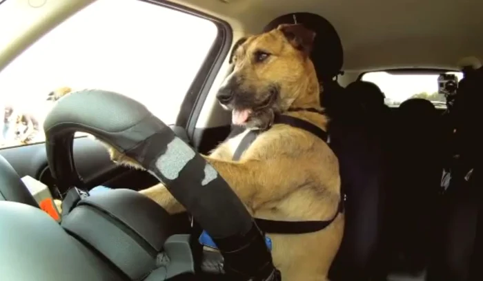 Porter, primul câine+şofer