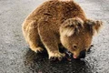 ursulet koala jpeg
