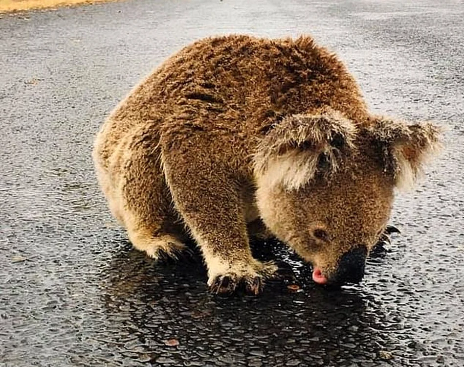 
    Ursulețul koala a fost surprins în timp ce bea apă în mijlocul străziiFoto: Pamela Schramm/The Daily Mail  