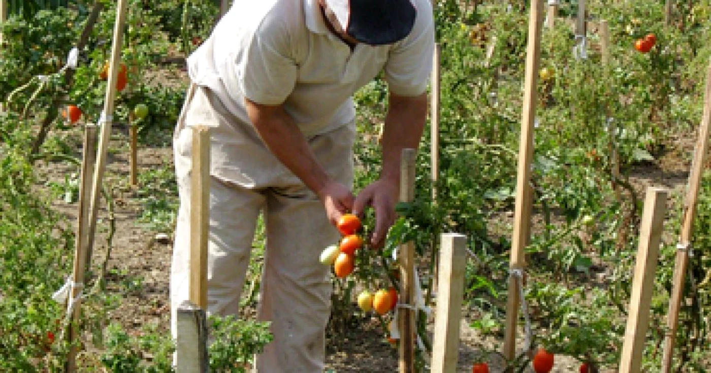 Botoşani: Grădină de legume în locul mărăcinilor de la maternitate