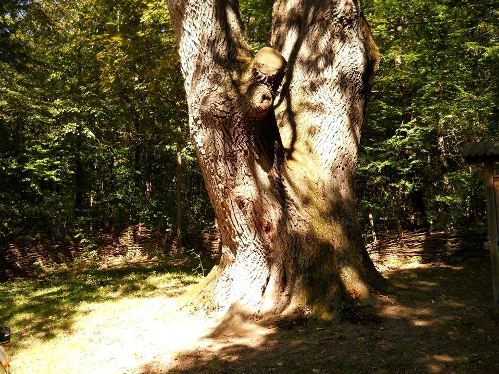 Gorunul lui Cuza FOTO Botoșani-trasee turistice