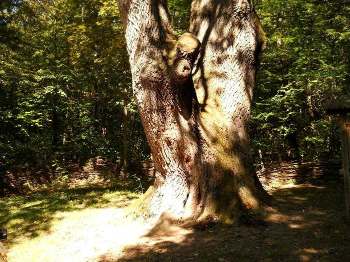 Gorunul lui Cuza FOTO Botoșani-trasee turistice