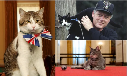 pisici de președinți colaj getty images profimedia jpg