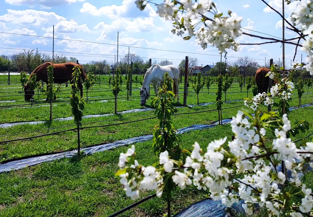 Livada unică în România, unde pomii se adoptă / FOTO: arhivă