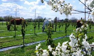 Livada de ciresi amari jpg