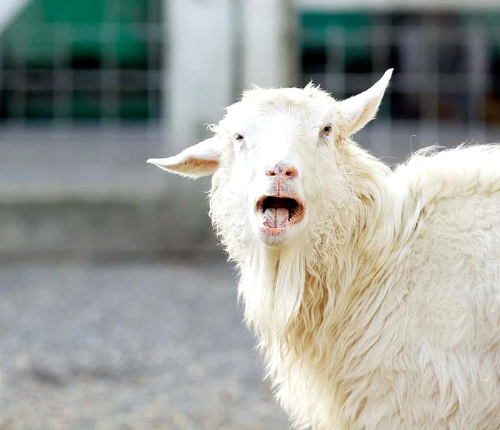 
    Bee-he-he! Fată, eu le-am zis că zborul îmi produce un gol în stomac!  
