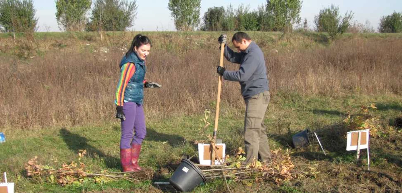 Tinerii au plantat aproximativ 5.000 de pomi