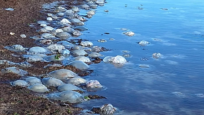 Meduze în sudul litoralului Sursa foto A.I.