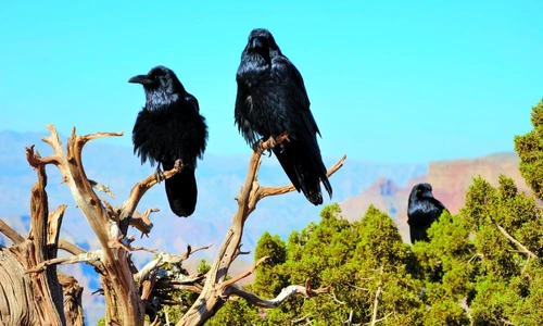 1 65180 original jpg jpeg