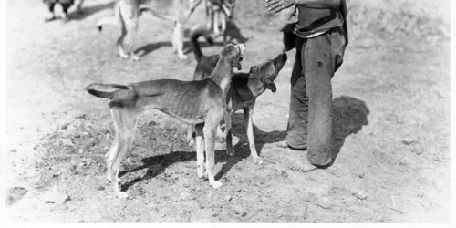 亜細亜大観 04 143  蒙古犬  jpg