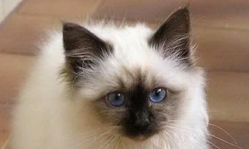 1 47049 original jpg jpeg