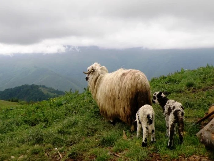 
    Cele cinci victime au fost găsite de către proprietrul stâneiFoto: Romaniantour.eu  