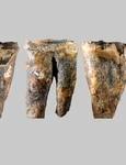 Molarul descoperit în Peștera Chagyrskaya și macro-caracteristicile sale (© Zubova et al., 2026, PLOS One, CC-BY 4)