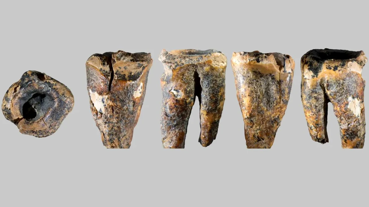 Molarul descoperit în Peștera Chagyrskaya și macro-caracteristicile sale (© Zubova et al., 2026, PLOS One, CC-BY 4)