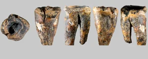 Molarul descoperit în Peștera Chagyrskaya și macro-caracteristicile sale (© Zubova et al., 2026, PLOS One, CC-BY 4)