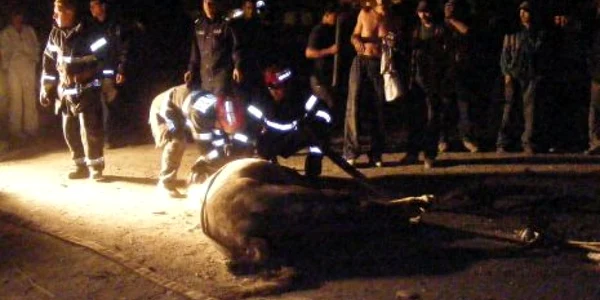 Calul a decedat lovit de maşina hunedoreanului. D. Guţă