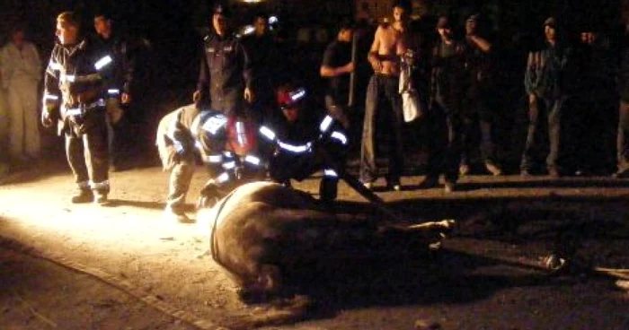 Calul a decedat lovit de maşina hunedoreanului. D. Guţă