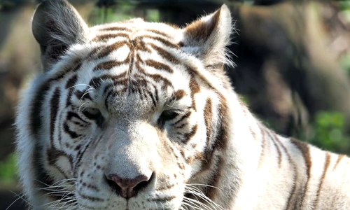 1 71246 original jpg jpeg