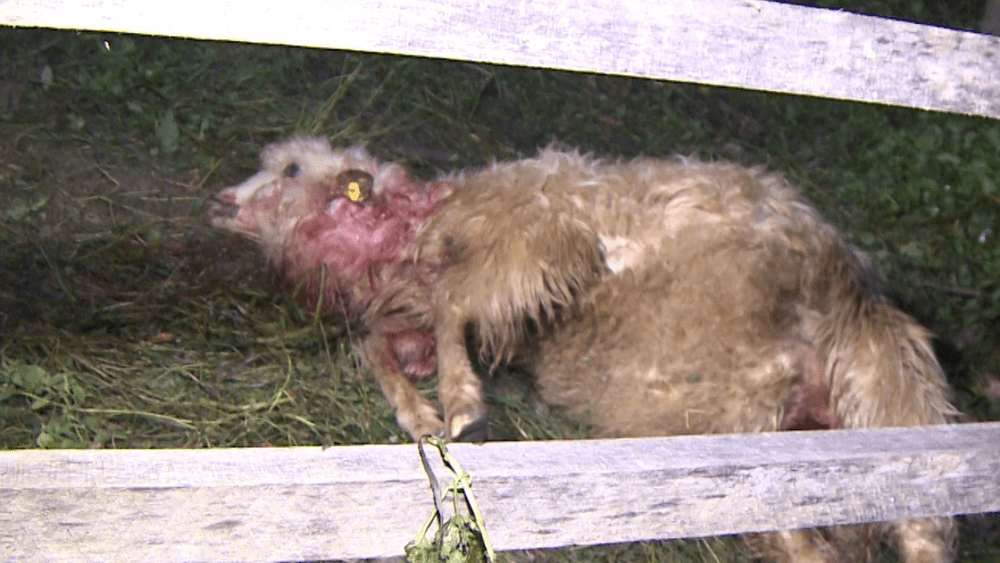 Fermier din Vrancea despăgubit pentru animalele mâncate de urs și de lupi. Suma primită este de 56.000 de lei
