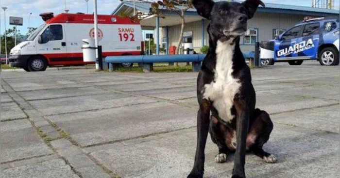 Angajaţii spitalului Ruth Cardoso, din oraşul brazilian Santa Catarina, au ajuns să-l respecte pe Negão, un câine vagabond care trăieşte de nouă luni în curtea instituţiei. FOTO globo.com