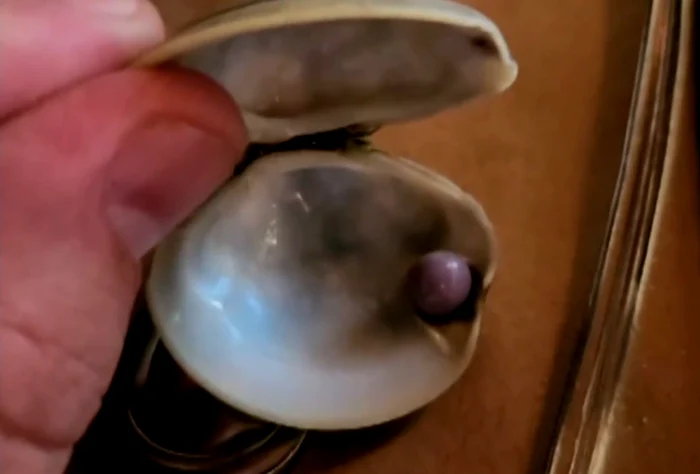 Perlele violet sunt rare Foto: Captură video