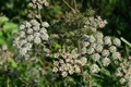 plant 5502057 1280 jpg