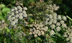 plant 5502057 1280 jpg