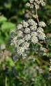 plant 5502057 1280 jpg