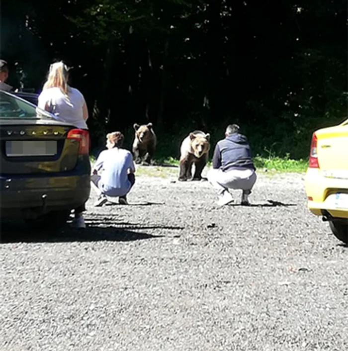 Turiștii greșesc când încearcă să-i pozeze, să-i hrănească