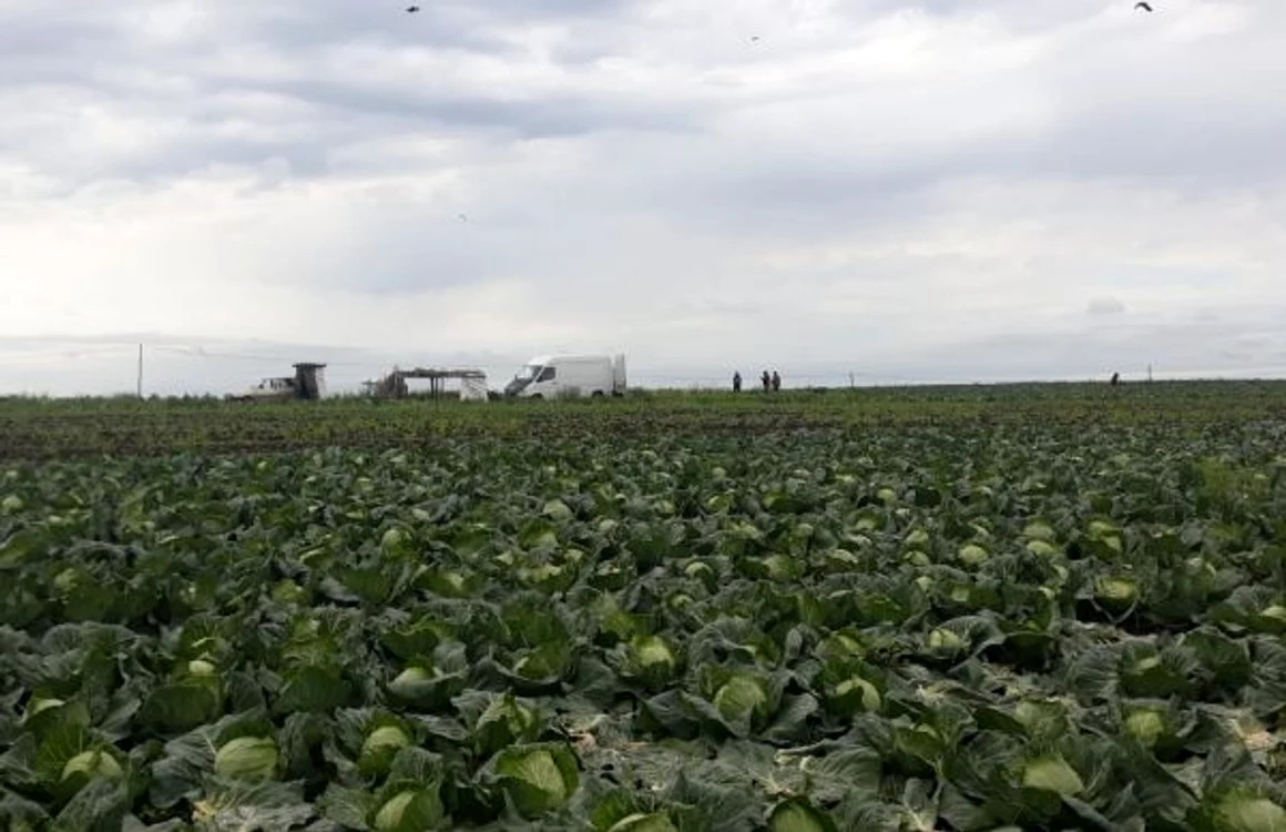 Zeci de tone de varză zac pe terenurile din Moţăţei FOTO / Ana Popescu