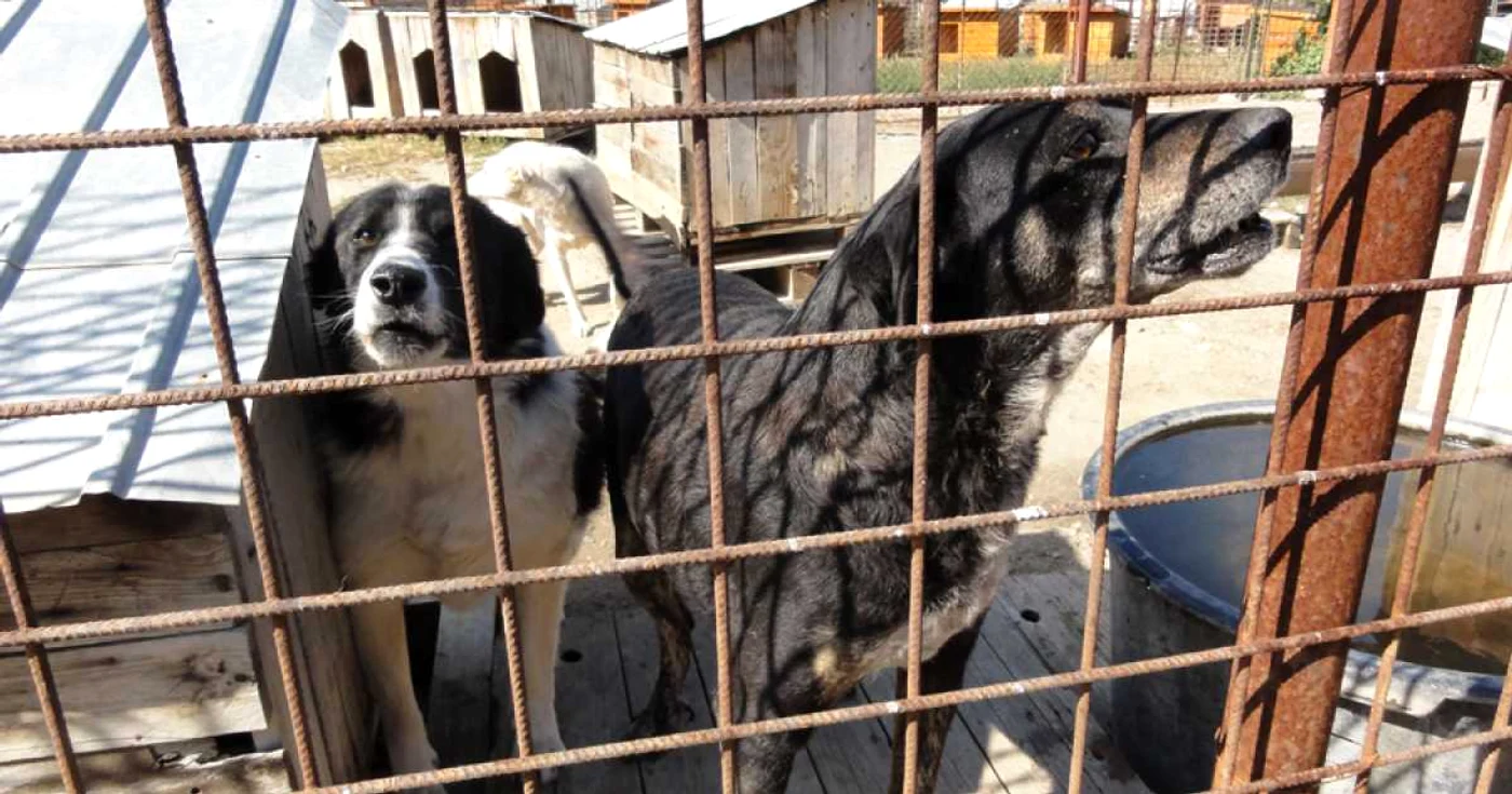 Patrupedele car enu-şi găsesc stăpâni vor fi eutanasiate Foto:Adevărul