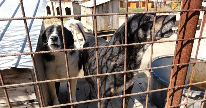 Patrupedele car enu-şi găsesc stăpâni vor fi eutanasiate Foto:Adevărul