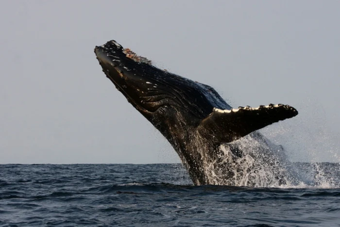 Ambra, provenită de la balene, este o substanţă folosită în industria parfumurilor FOTO Shutterstock