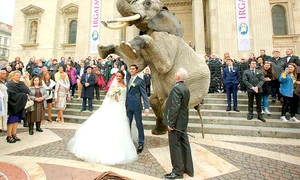 elefant 0 jpeg