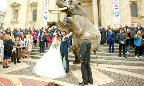 elefant 0 jpeg