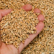 Întreaga cantitate de grâu a fost confiscată până la finalizarea cercetărilor