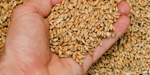 Întreaga cantitate de grâu a fost confiscată până la finalizarea cercetărilor