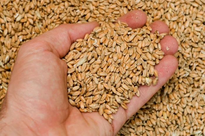 România va exporta grâu în China FOTO: Adevărul