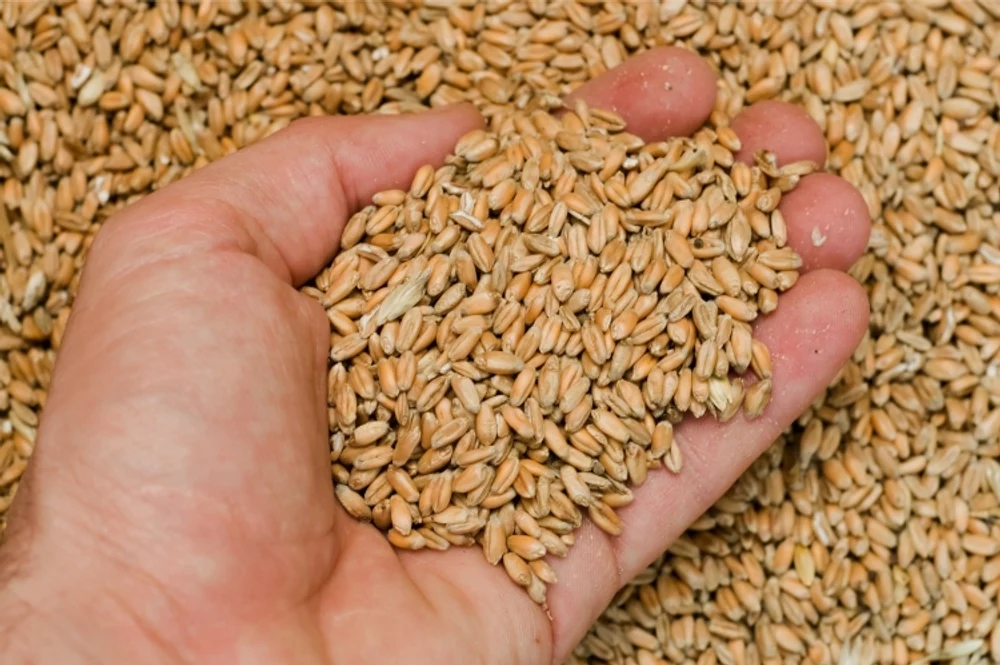 România va exporta cereale în China. Sunt discuții avansate și pentru carnea de porc