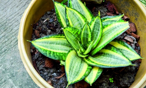 1 65843 original jpg jpeg